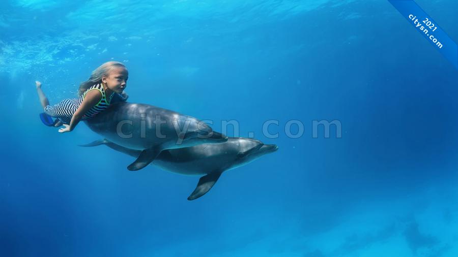 Плавание с дельфинами в Алуште
