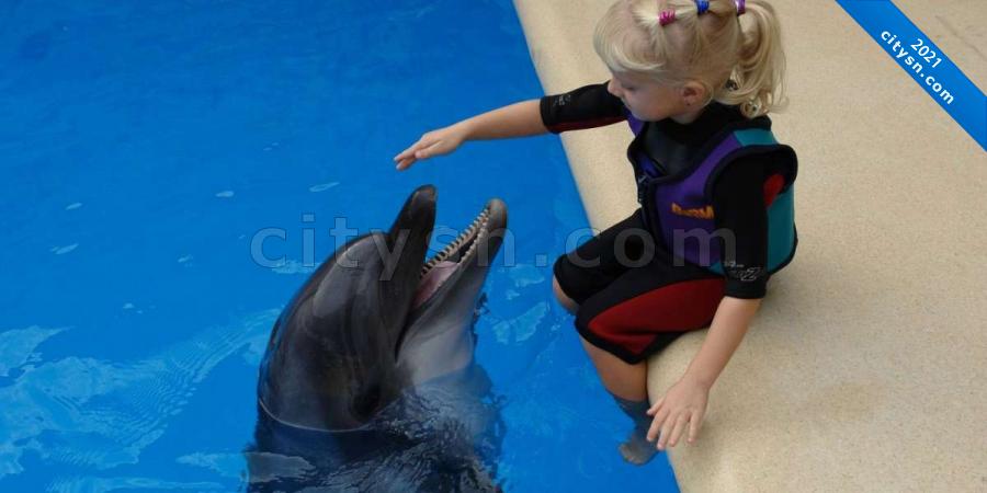 Знакомство с дельфинами в Алуште