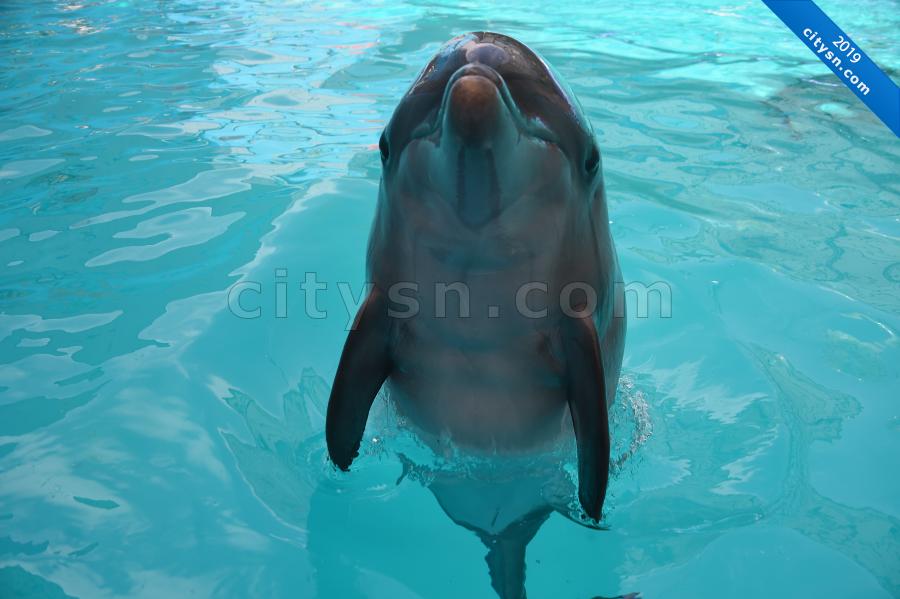 Дельфин в Алуште