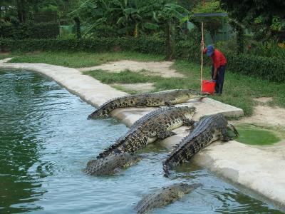 Фото обьекта Крокодиловая ферма №154575