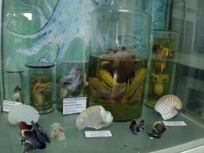 Фото обьекта Музей морской флоры и фауны ЮгНИРО №149511
