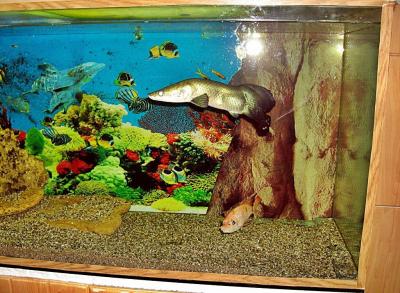 Фото обьекта Черноморский аквариум №148262