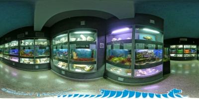 Фото обьекта Севастопольский аквариум №147333