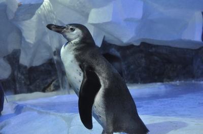 Фото обьекта Пингвинарий в парке Ривьера №162955