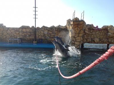 Фото обьекта дельфинарий на Большом Утрише №150938