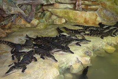 Фото обьекта Крокодиляриум в Ялте №143597